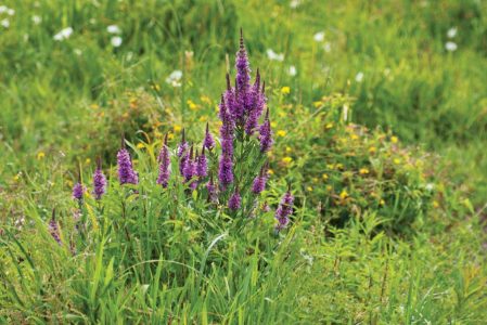 The Worst Invasive Plants and Garden Weeds Image